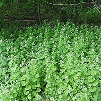 Garlic mustard spreads into high quality woodlands upland and floodplain forests, not just into disturbed areas. Invaded sites undergo a decline on native herbaceous cover within 10 years. Garlic must